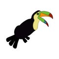 toucan on a white background